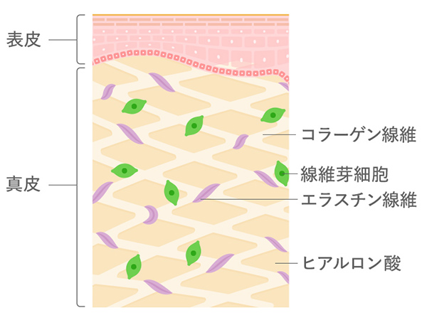 真皮の構成
