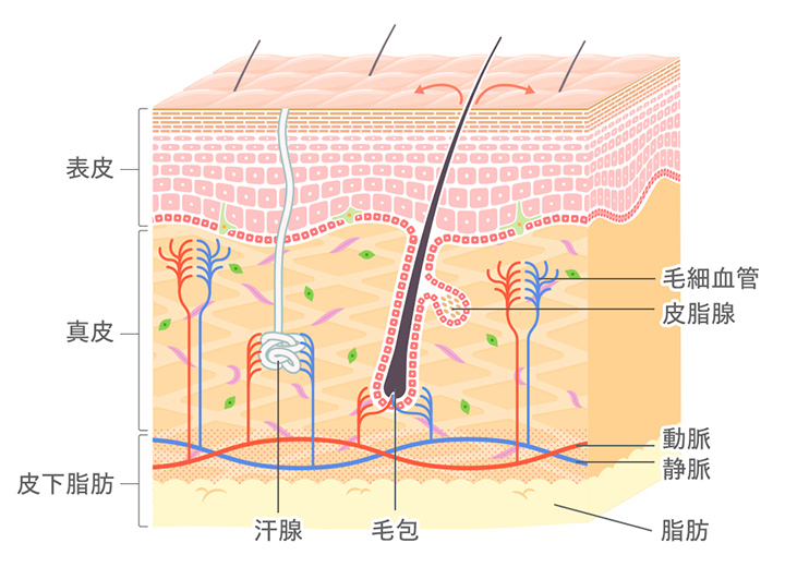 表皮や真皮に酸素を届ける毛細血管の図