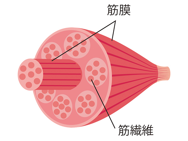 筋繊維を覆っている筋膜のイラスト