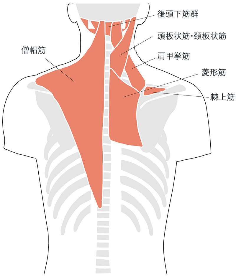 肩周りの筋肉の名称