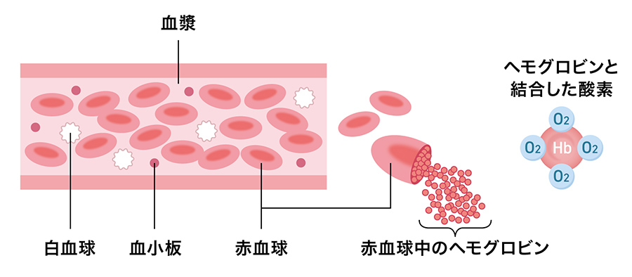 酸素が血液中のヘモグロビンと結合する図