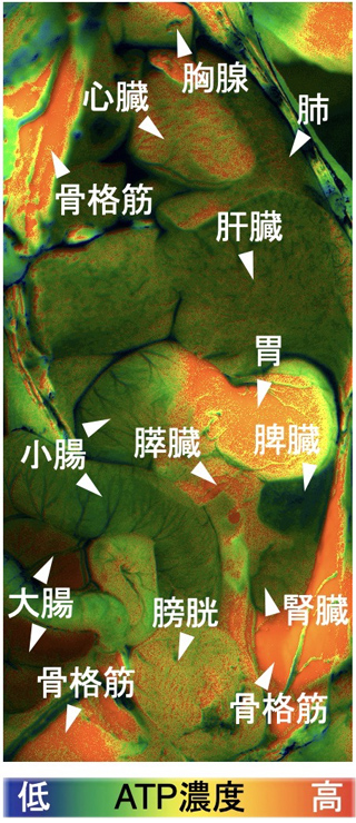 ATP濃度を可視化したマウスの画像