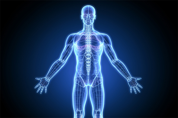 生体全体のイメージ