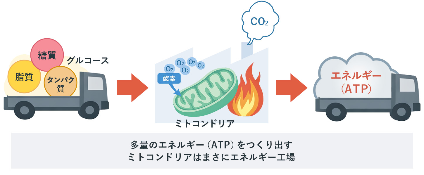 栄養素と酸素を利用し、エネルギーを産生するミトコンドリア