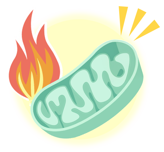 “エネルギー発電所”であるミトコンドリア