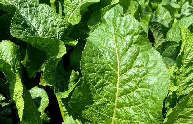 西洋わさびの葉