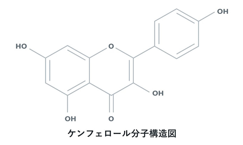 ケンフェロール分子構造図