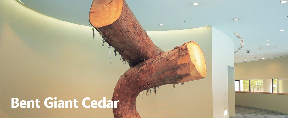Bent Giant Cedar