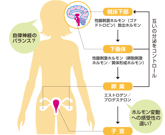 女性ホルモン分泌の仕組みとPMSの原因