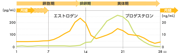 女性ホルモンの変動と月経周期