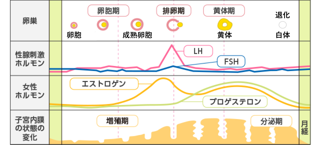 月経周期をつくり出すホルモンの変動と卵巣、子宮の様子