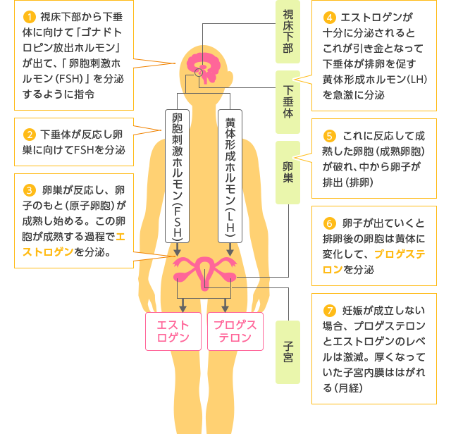 月経周期をつくり出すホルモンの変動と卵巣、子宮の様子２　卵胞刺激ホルモン(ＦＳＨ)や黄体化形成ホルモン(ＬＨ)