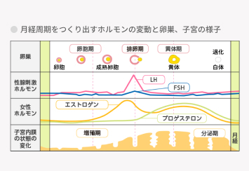 女性ホルモンの変動と月経周期