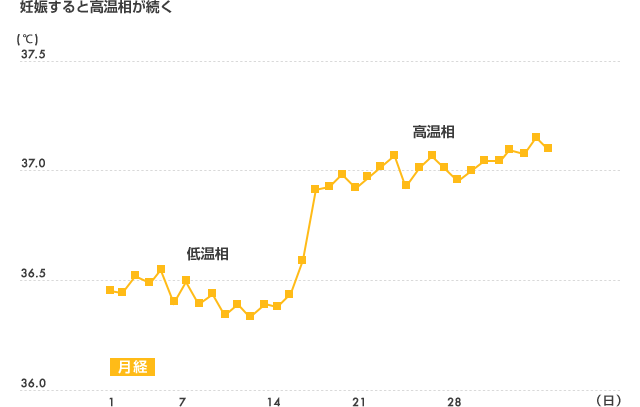妊娠すると高温相が続く