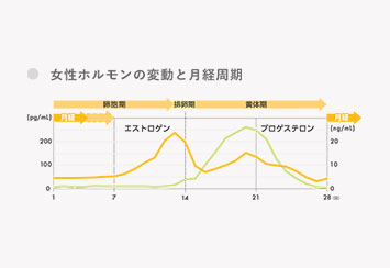 女性ホルモンの変動と月経周期