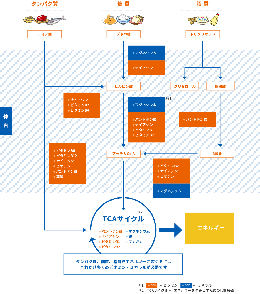 ビタミン・ミネラルとエネルギー産生