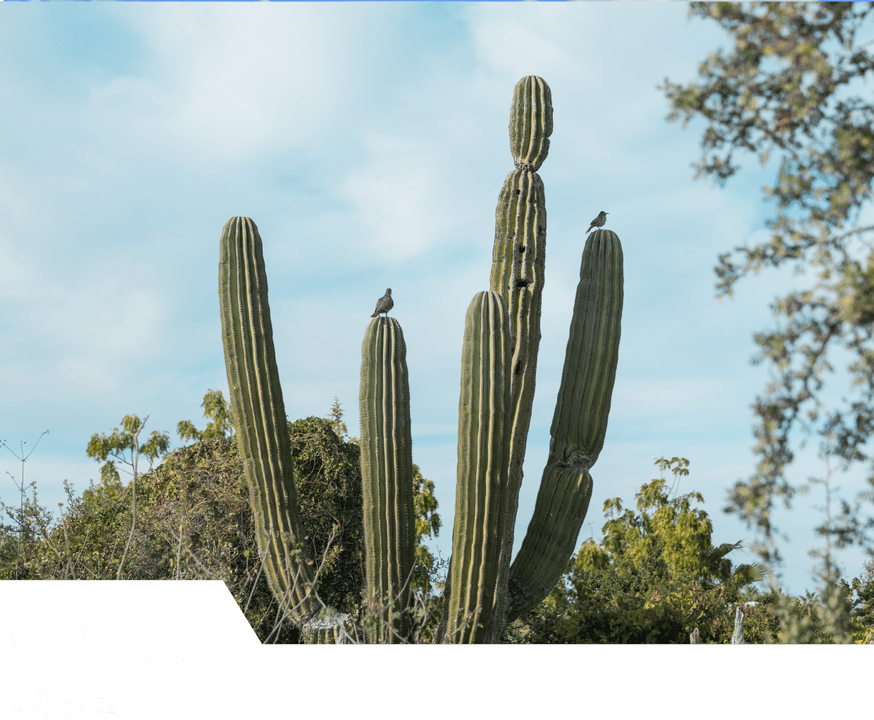 MEXICOメキシコ