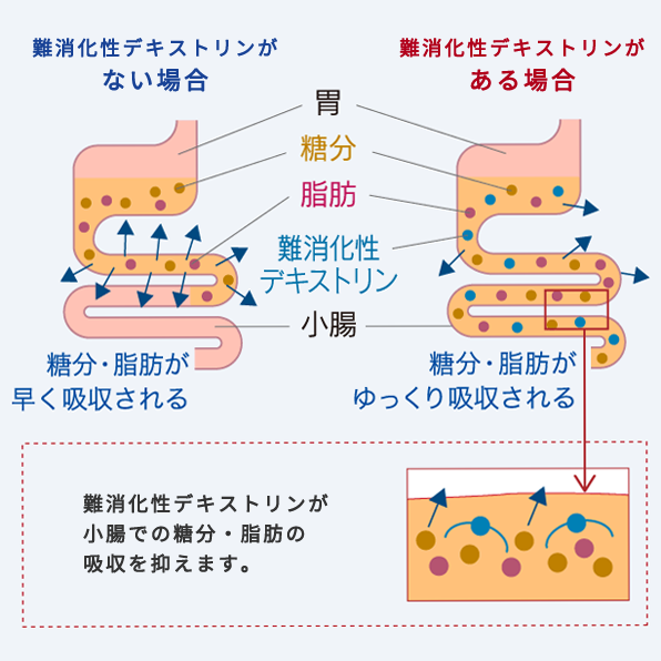 難消化性デキストリンが小腸での糖分・脂肪の吸収を抑えます。
